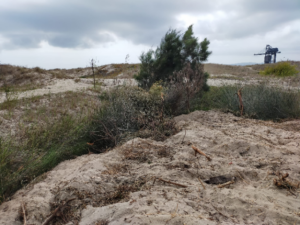 Acusan al Ayuntamiento de San Roque de "propagar especies invasoras"