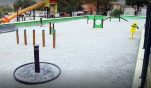 Más País Algeciras alerta de la presencia de plagas de pulgas y garrapatas