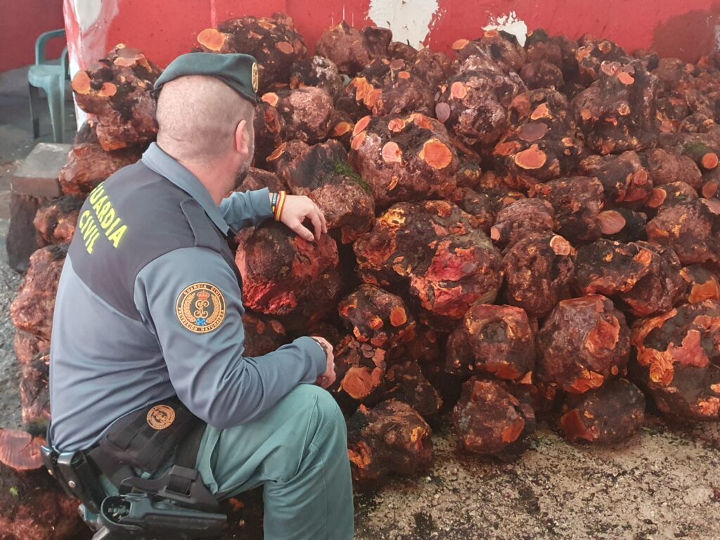 La Guardia Civil interviene 42.000 kilos de cepas de brezo.