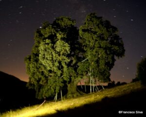 ¿Cuánto vale la vida?, ¿y la de una encina milenaria?. Por Moisés Palmero