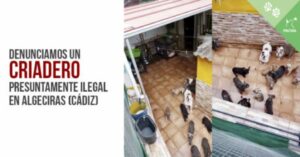 PACMA denuncia un criadero ilegal en Algeciras