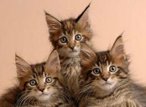 Barroso defiende el control ético de las colonias felinas por parte del Ayuntamiento.