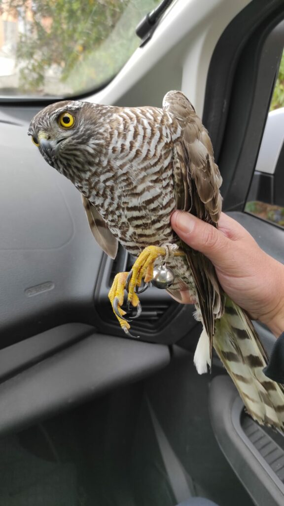 La Policía Local recupera un gavilán gracias a la colaboración ciudadana