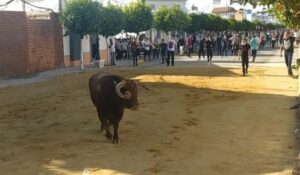 Muere embestido por una vaquilla cuando grababa un encierro en Puerto Serrano (Cádiz)