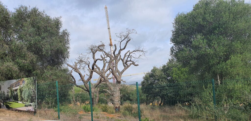 En Sotogrande se siguen cortando alcornoques centenarios en 2022.