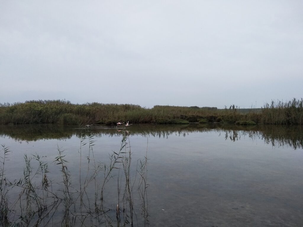 Conservación de los humedales. Por Moisés S. Palmero.
