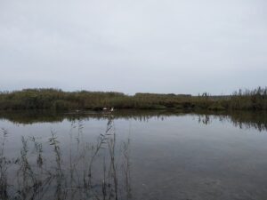 Conservación de los humedales. Por Moisés S. Palmero.