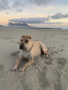 Buscan a Kira, una perra perdida desde el 31 de diciembre en La Estación de San Roque