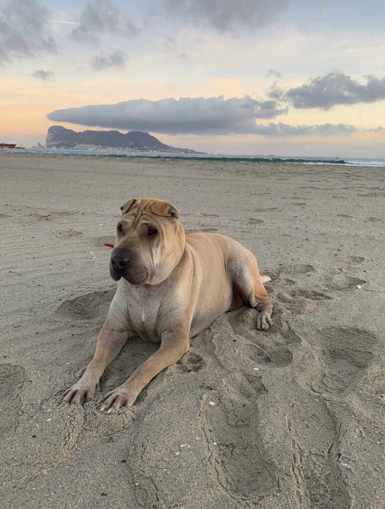 Buscan a Kira, una perra perdida desde el 31 de diciembre en La Estación de San Roque