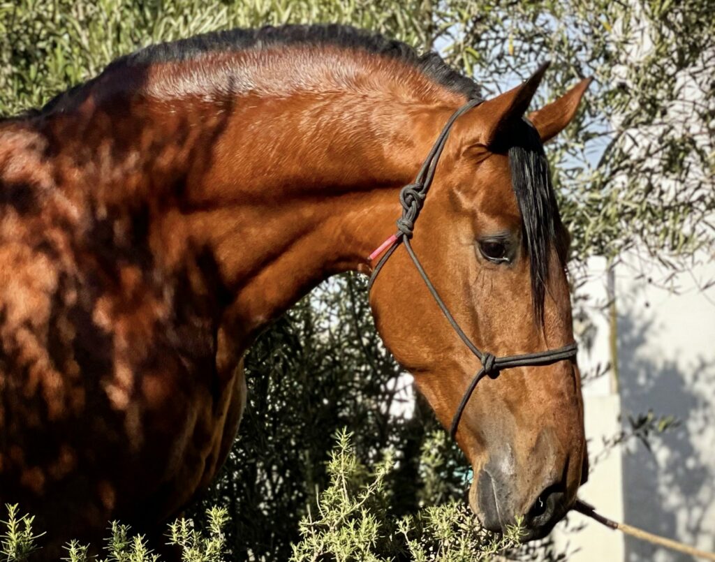 Todo lo que has de saber sobre los caballos Pura Raza Española