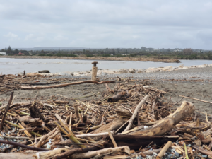 La desembocadura del río del Guadiaro abandonada
