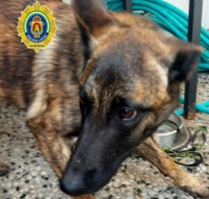 Tratar como a un perro a tu fiel amigo